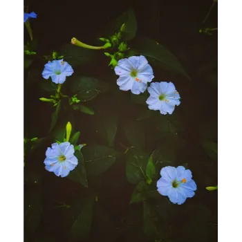 Jasmine Plants